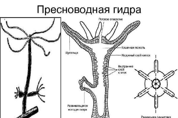 Kraken зеркало рабочее